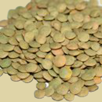 Lentils (25 Pounds) - Click Image to Close